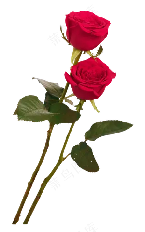 两枝红玫瑰