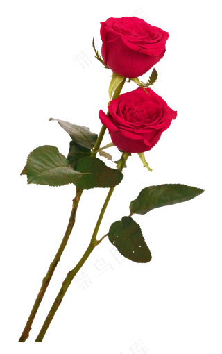 两枝红玫瑰