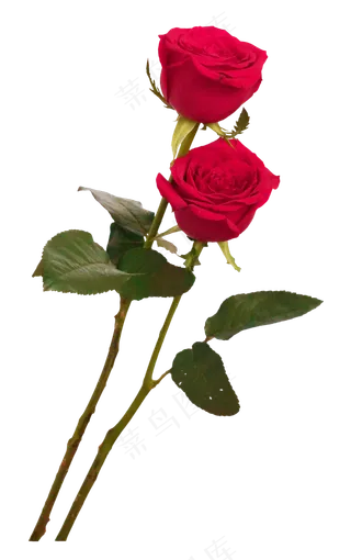 两枝红玫瑰