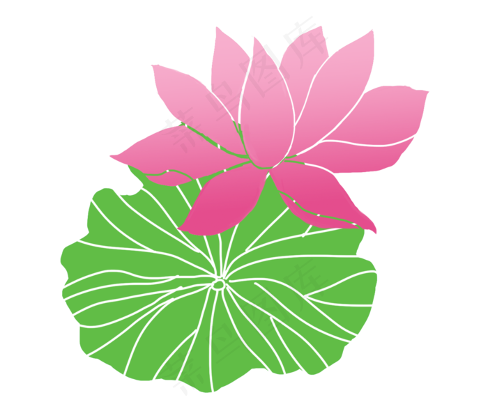 绿色荷叶和红色荷花