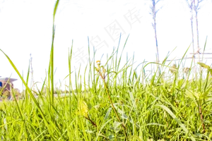 翠绿的小草格外清新,免抠元素