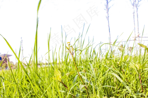 翠绿的小草格外清新,免抠元素 翠绿的小草格外清新,免抠元素