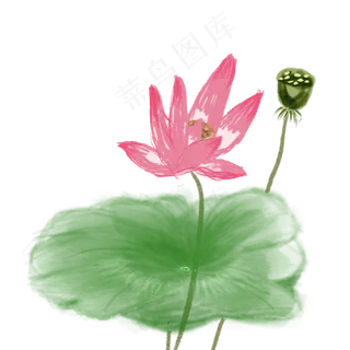 春风拂过的清新荷花