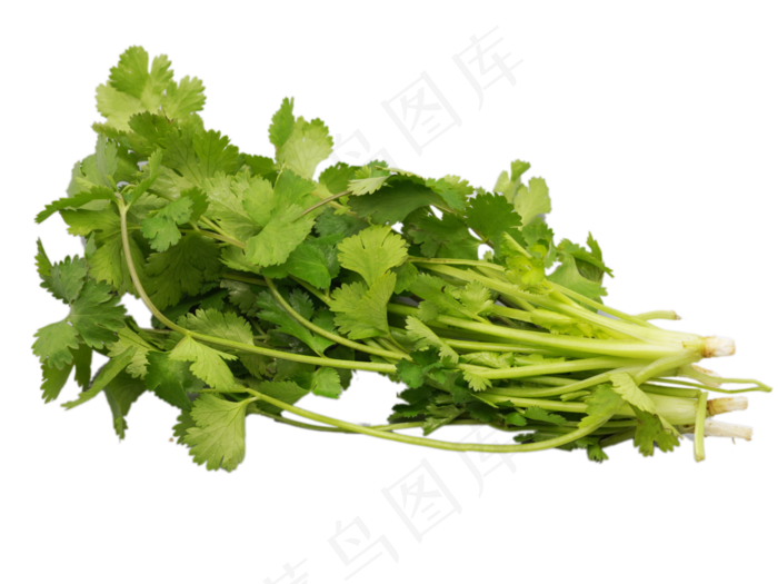 绿色蔬菜香菜