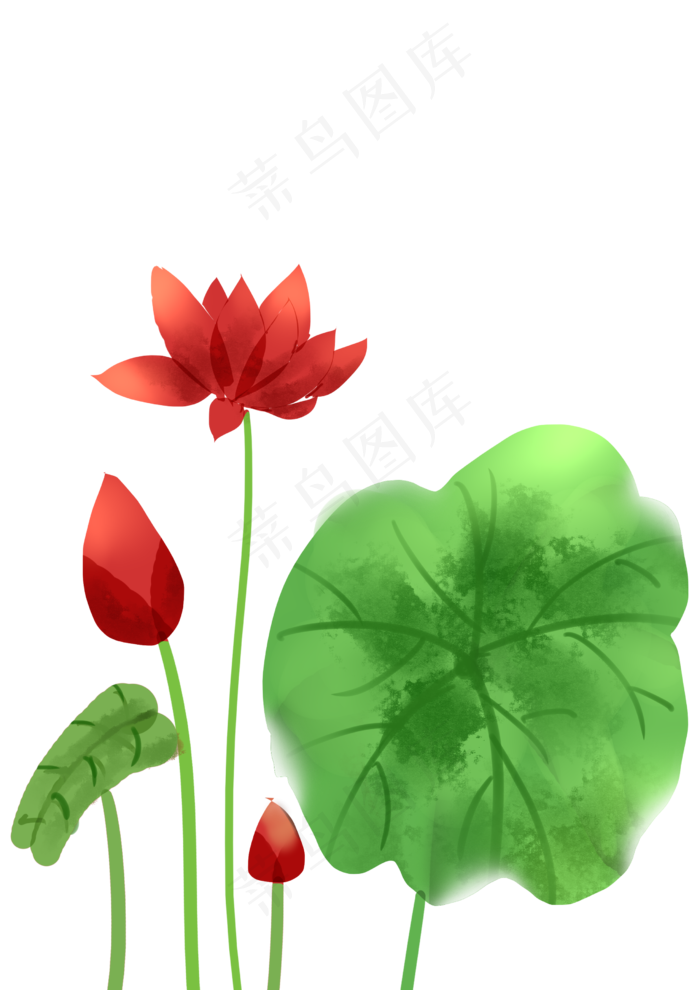 红色的荷花插画