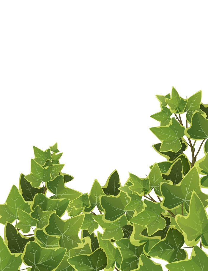 常春藤植物分支背景。攀藤。