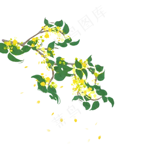 中秋桂花树 中秋桂花树