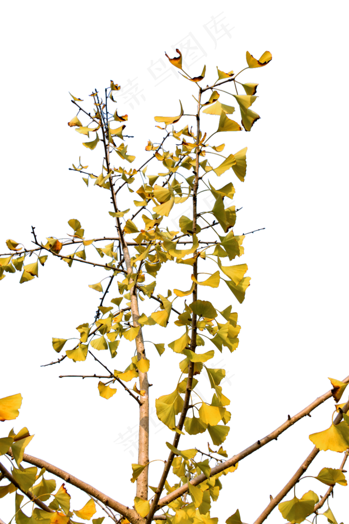 秋天金黄色的银杏叶
