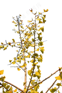 秋天金黄色的银杏叶