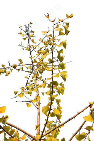 秋天金黄色的银杏叶