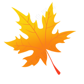 秋天落叶枫叶