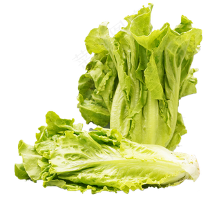 新鲜生菜