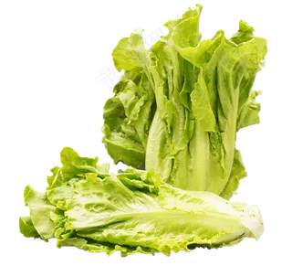 新鲜生菜
