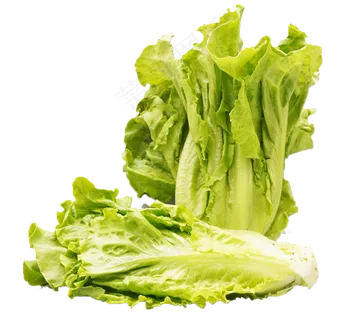 新鲜生菜 新鲜生菜