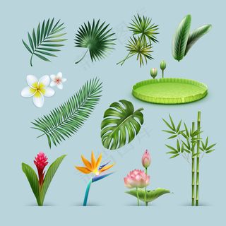 热带植物的载体集：棕榈叶，怪兽，巨大的亚马逊睡莲垫，竹茎，天堂鸟，红姜花和鸡蛋花孤立的背景