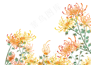 重阳节中国风传统节日菊花