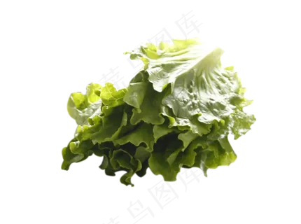 一颗生菜 一颗生菜
