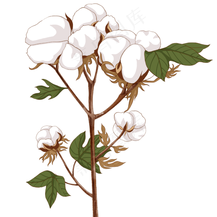 寒露植物棉花(3000X3000(DPI:300))psd模版下载