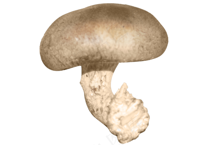 食材食物蔬菜蘑菇香菇