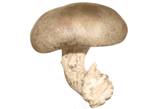 食材食物蔬菜蘑菇香菇