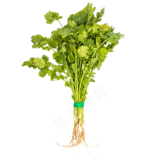 好吃食材香菜