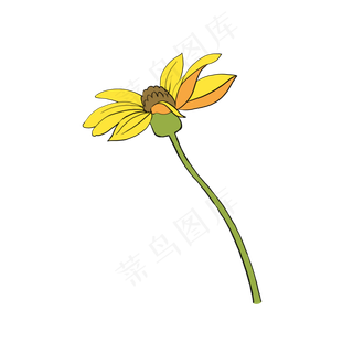 秋天金黄色侧面精致美丽洋姜花特