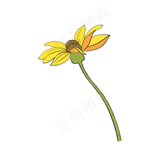 秋天金黄色侧面精致美丽洋姜花特