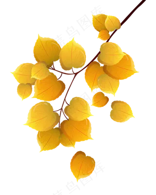 黄色的树叶