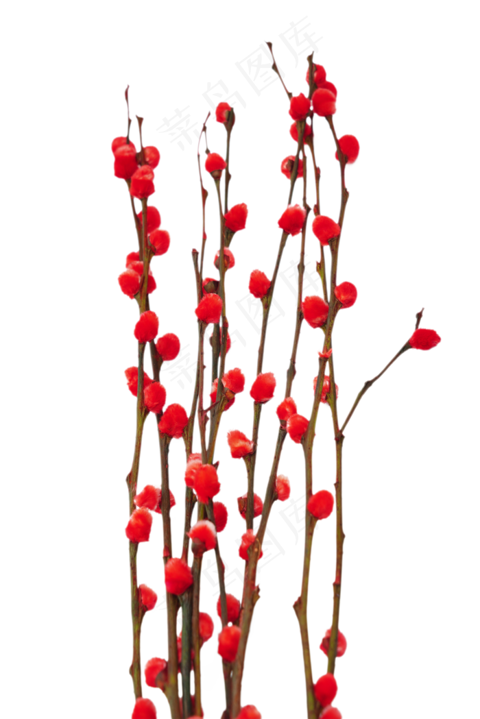 花卉花束花藤(2000*2998px 300 dpi )