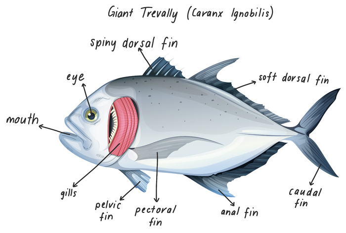 巨型鲟 (caranx ignobilis)eps,ai矢量模版下载