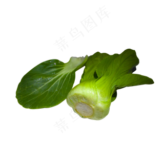 新鲜绿色小白菜