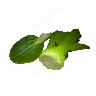 新鲜绿色小白菜