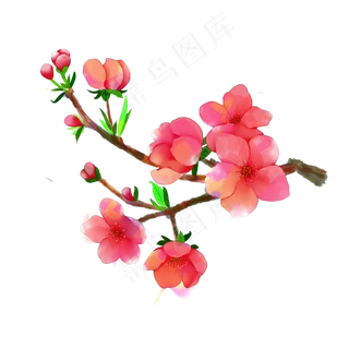 水彩梅花花朵