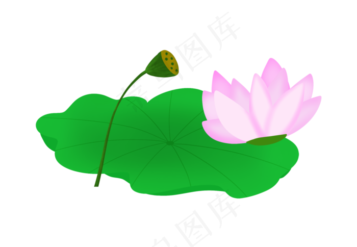 新鲜水植物荷花花苞(2895X2000(DPI:300))psd模版下载