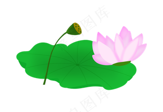 新鲜水植物荷花花苞