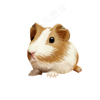 可爱宠物荷兰猪珍珠鼠,免抠元素