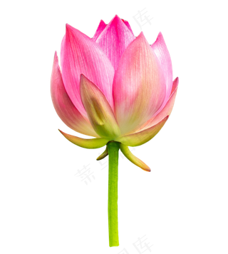 粉红色荷花花苞