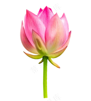 粉红色荷花花苞