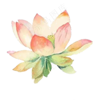 唯美夏日荷花 唯美夏日荷花