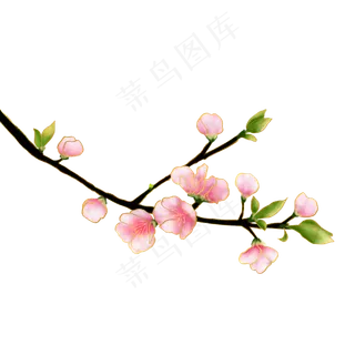 金边春天新芽花朵