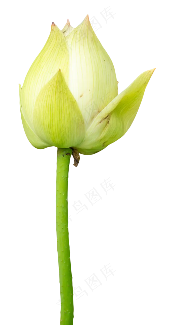 荷花植物绿植(2000*3898px 300 dpi )