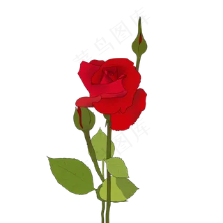 花朵花卉植物生长自然红玫瑰