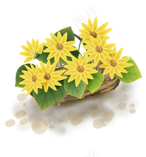 夏季向日葵植物