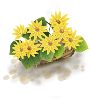 夏季向日葵植物