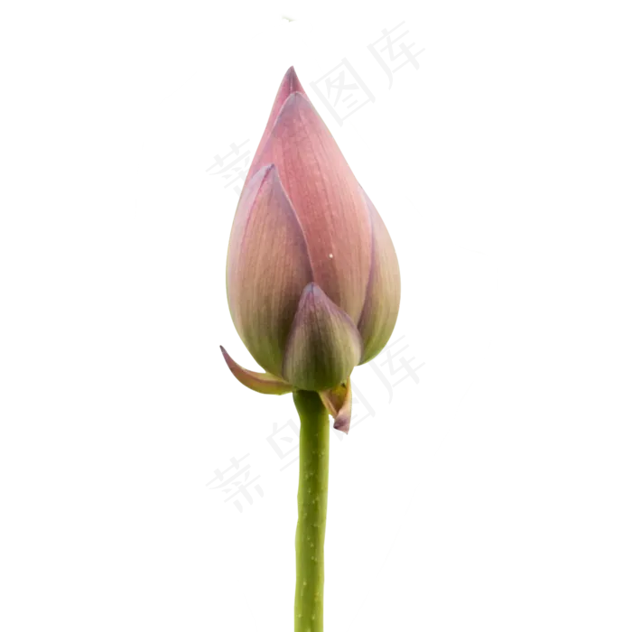 莲花花苞(2500*2500px 300 dpi )