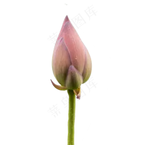莲花花苞