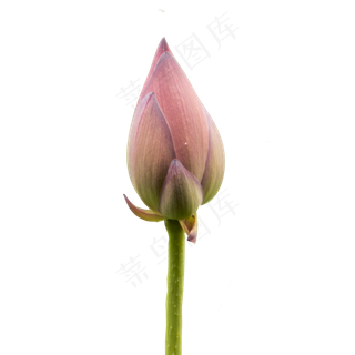 莲花花苞