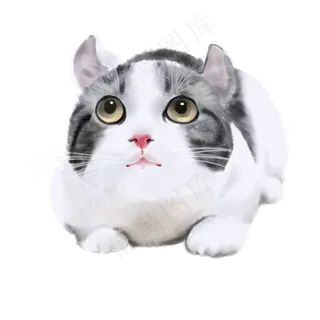 动物系列宠物猫咪免费下载,免抠元素