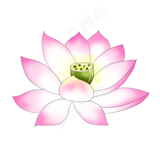 荷花开手绘装饰图案