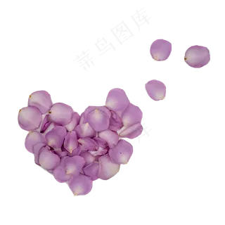 紫色玫瑰花瓣桃心